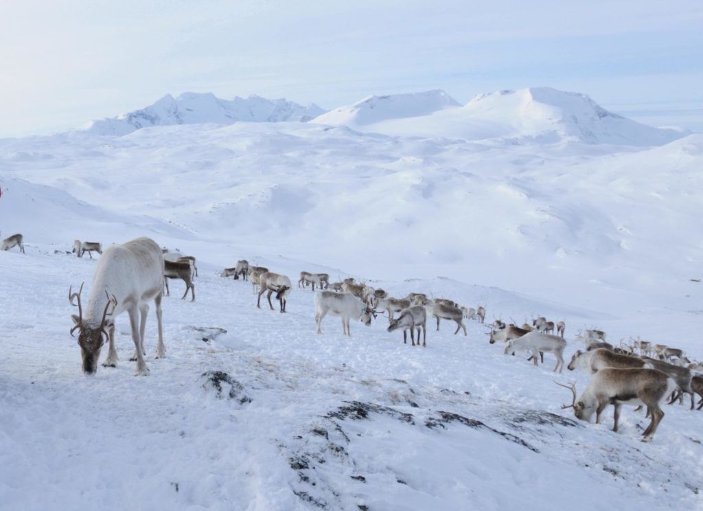 Rein på vinterbeite i Jotunheimen.