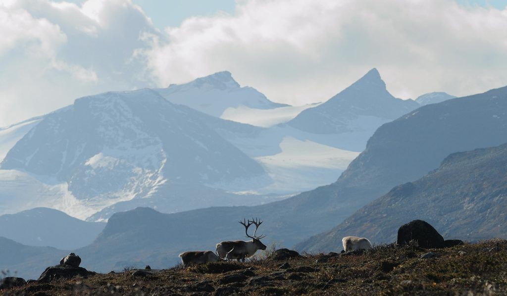 Rein på beite i Jotunheimen. Spisse fjelltopper i bakgrunnen.