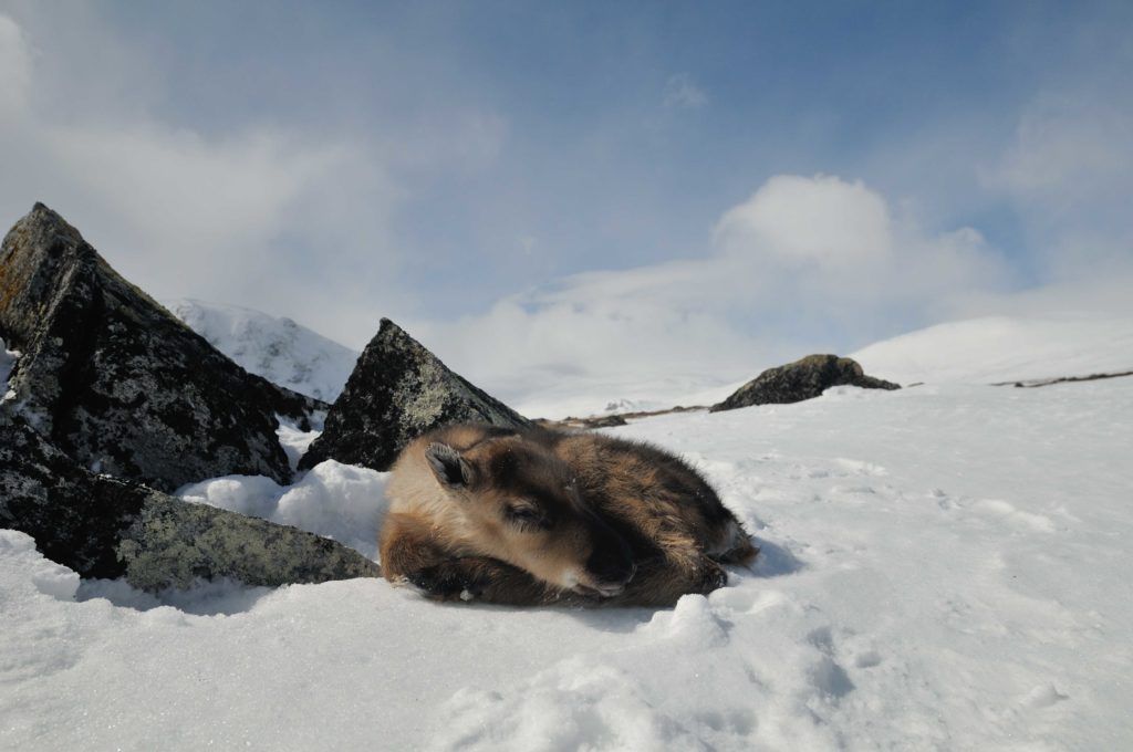 Reinskalv som ligger på snø på fjellet i Jotunheimen.