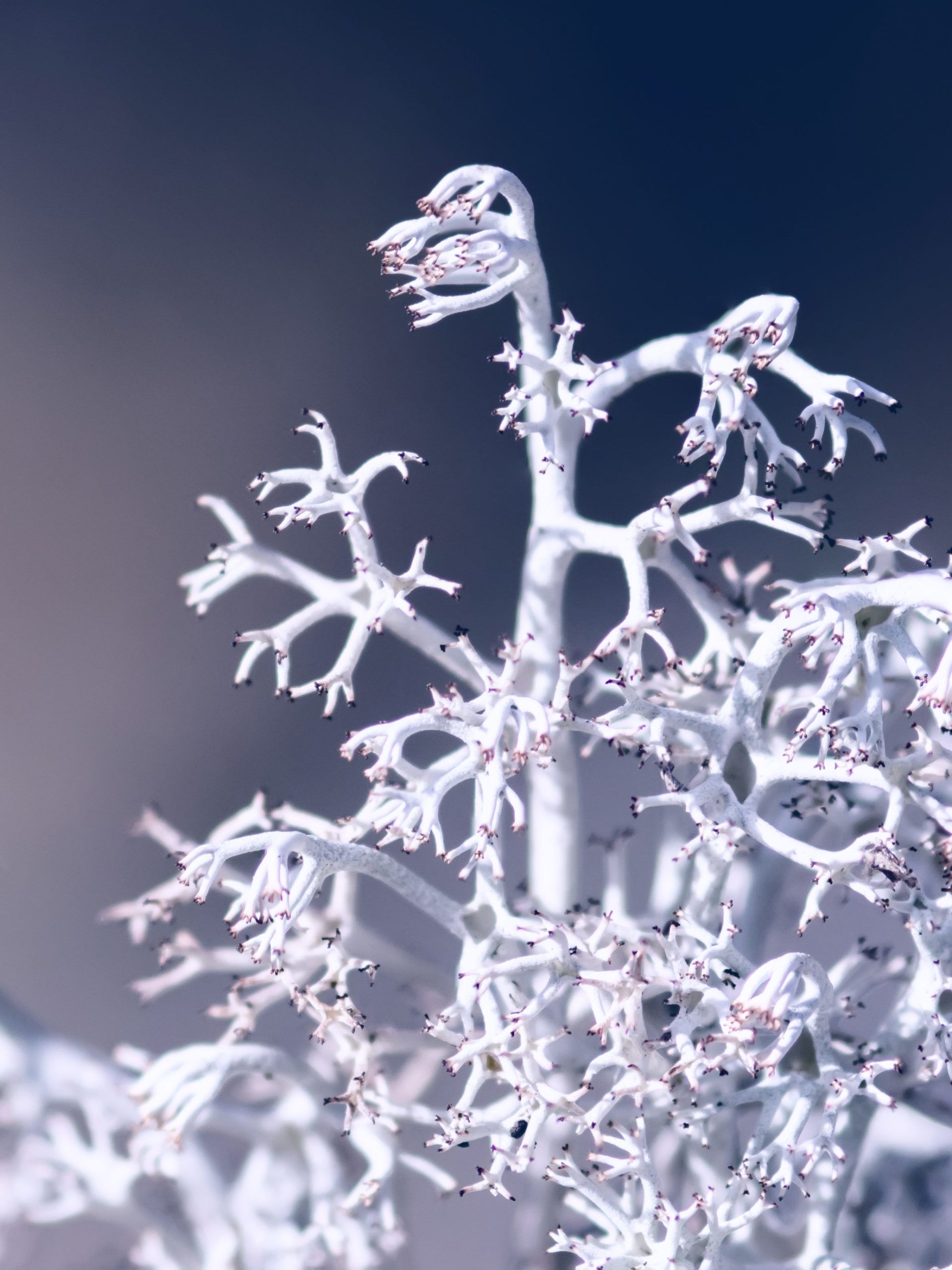 Cladonia rangiferina reinlav hjortemose og hvit kariboumose