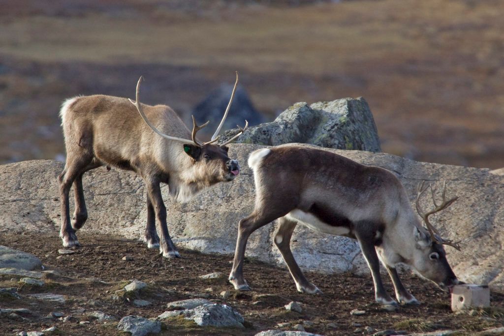 To rein som er klare for å sleike på saltstein. Den ene reinen står med tunga ute, og ser ut som den geiper.
