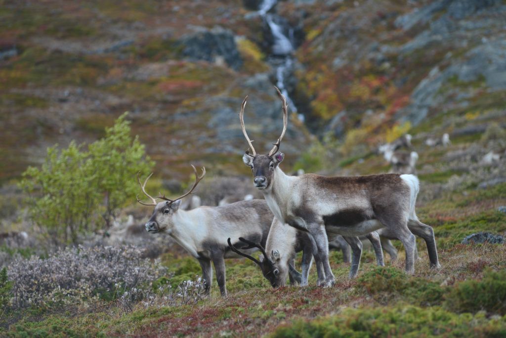 Tre rein på beite i fjellet.