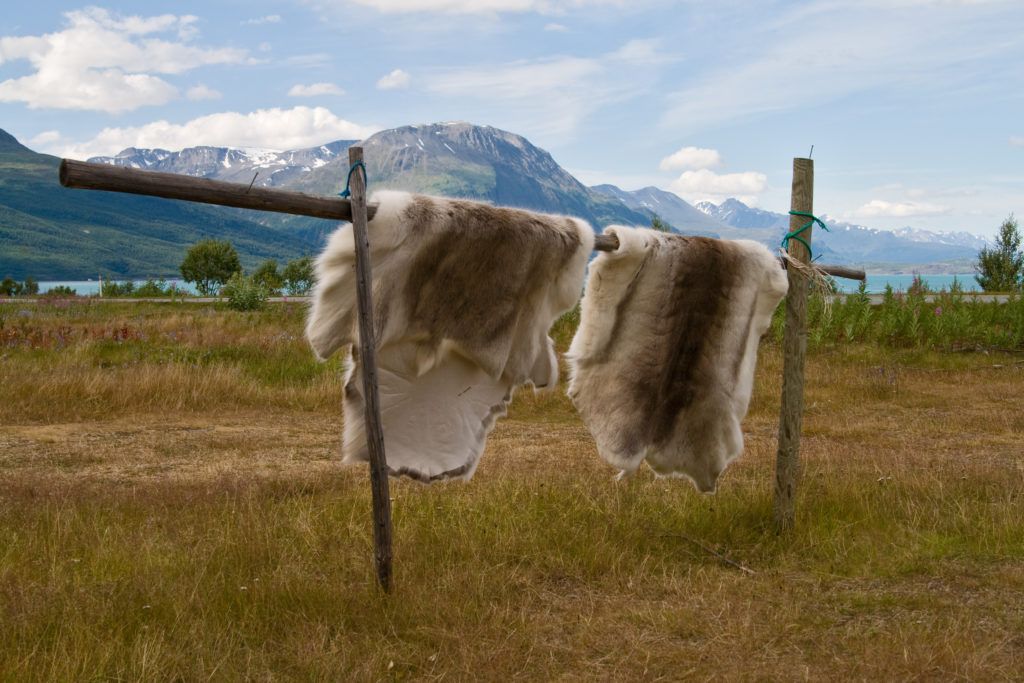 Reindyrskinn som henger over staur, med fjell i bakgrunn. 