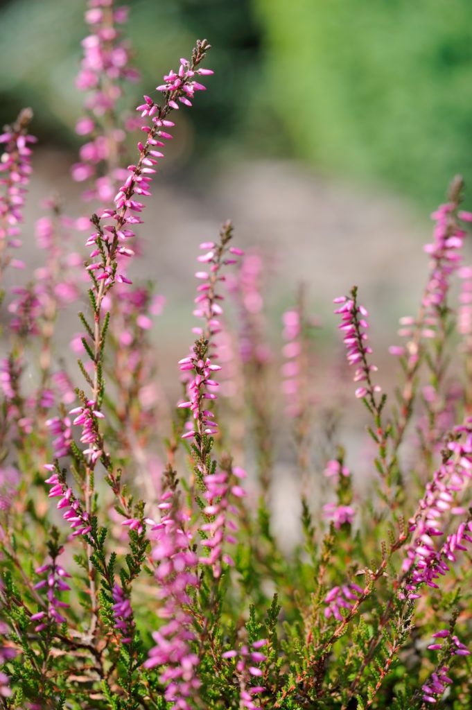 Røsslyng. Calluna vulgaris.