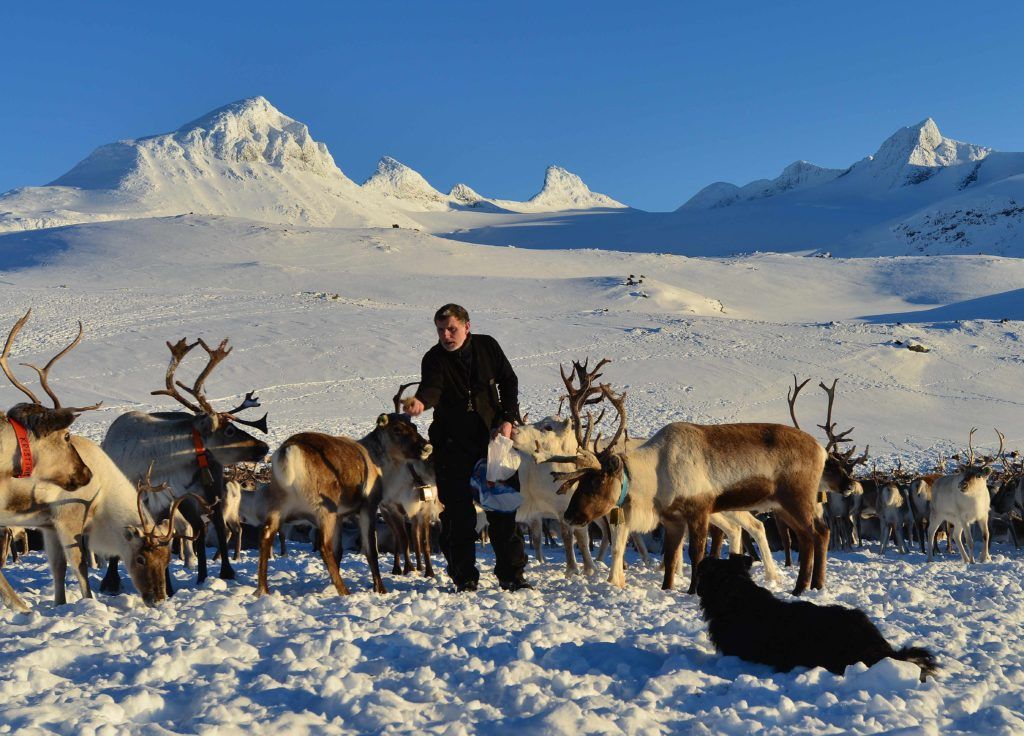 Reingjeter i Jotunheimen med reinflokken rundt seg.