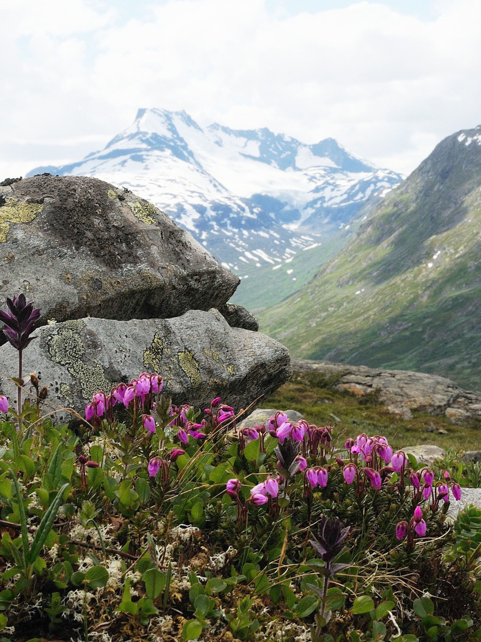 Nærbilde av rosa fjellblomster. Stor stein og store fjell i bakgrunnen. Jotunheimen. 