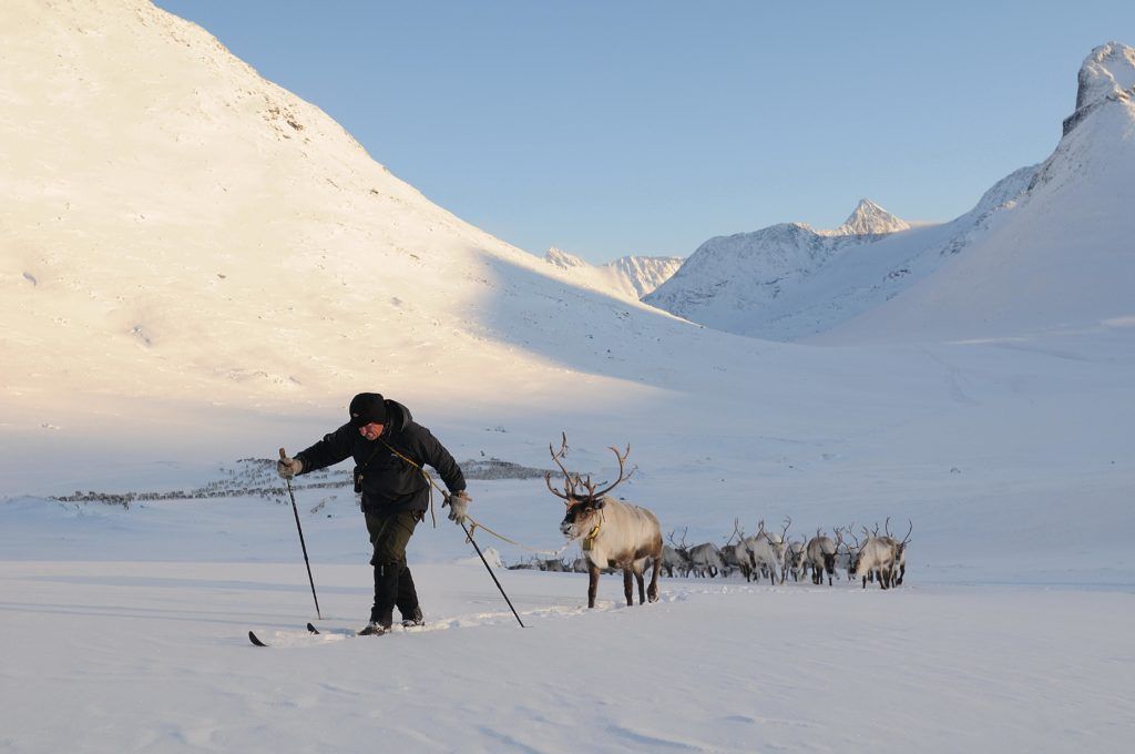 Reingjeter med ski. Han er fyrrygangar for reinflokken i Jotunheimen. Flokk på flyttefot.