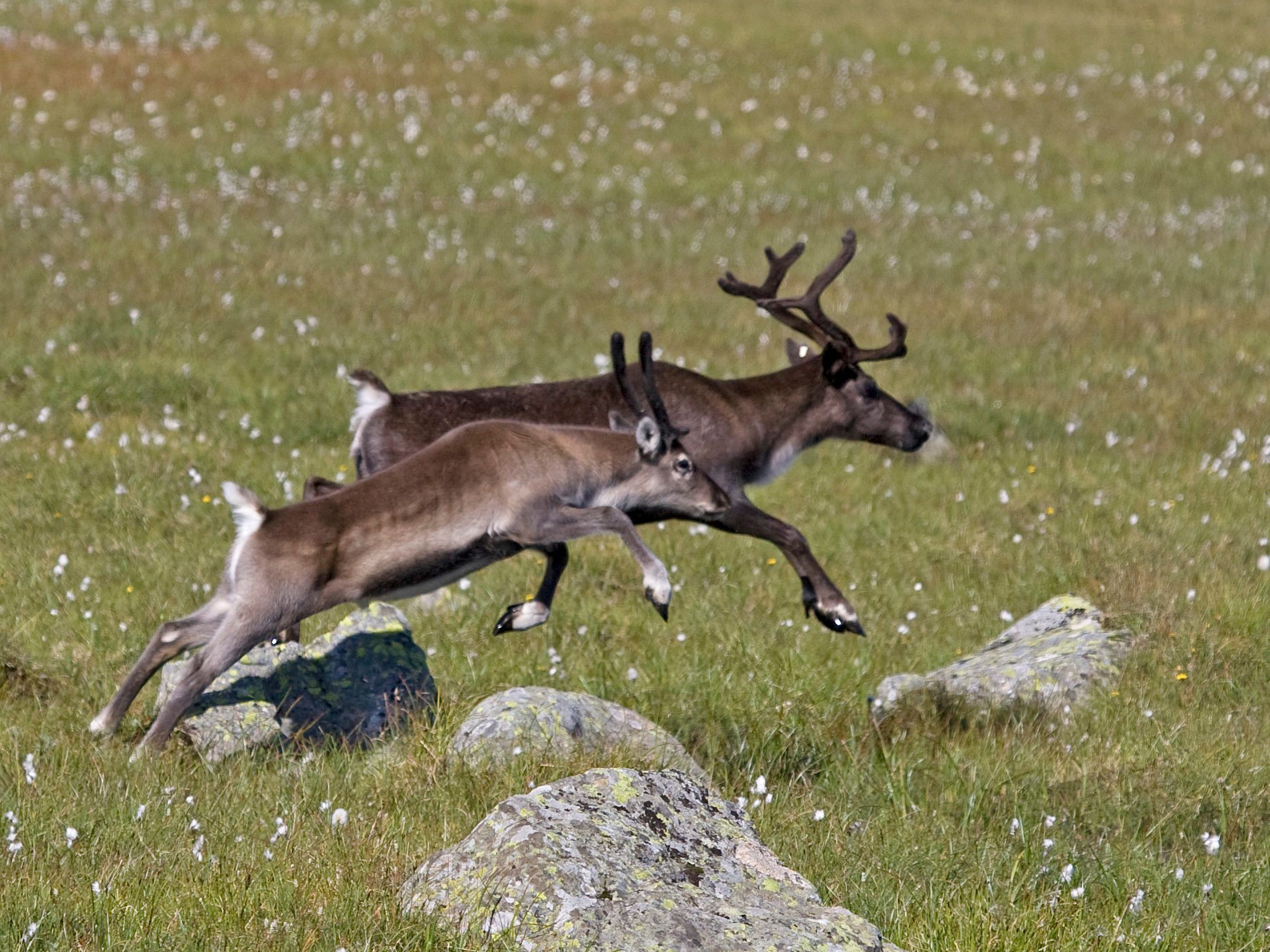Glade rein på sommerbeite.